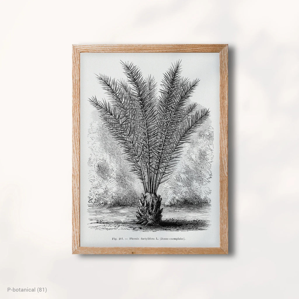 Palm Botanical Study Wall Art Canvas Print Modern Natural History Illustration Minimal Decor Wood Frame
