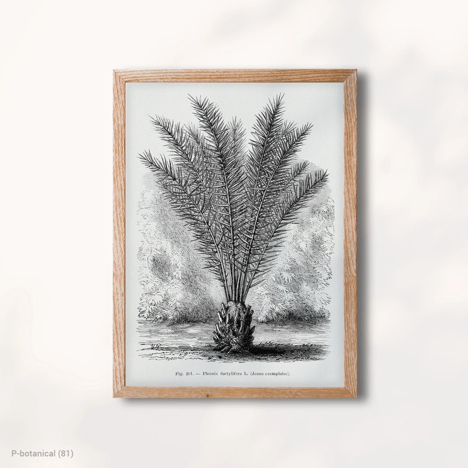 Palm Botanical Study Wall Art Canvas Print Modern Natural History Illustration Minimal Decor Wood Frame