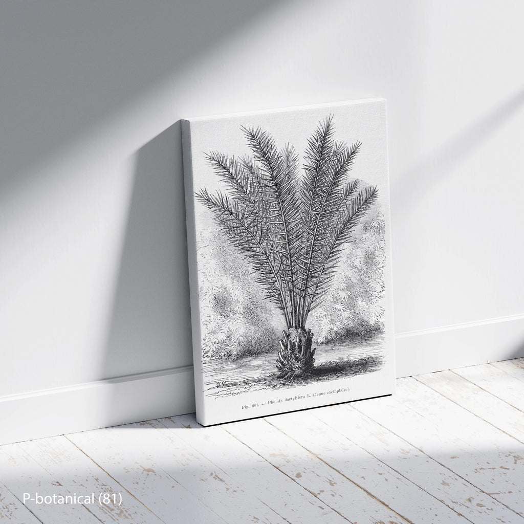 Palm Botanical Study Wall Art Canvas Print Modern Natural History Illustration Minimal Decor Wood Frame