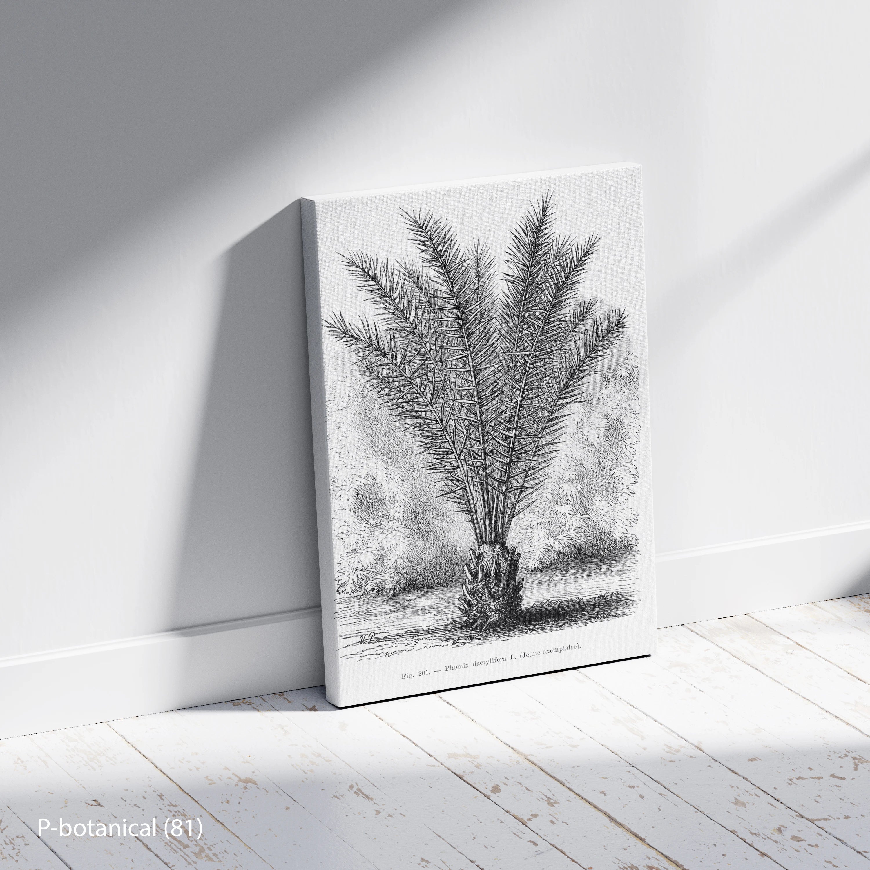 Palm Botanical Study Wall Art Canvas Print Modern Natural History Illustration Minimal Decor Wood Frame